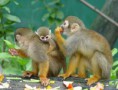 /album/fotogaleria/parque-nacional-natural-amayuco-wbt-copia-jpg/